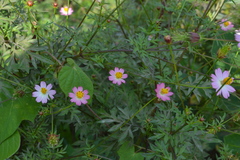 Cosmos caudatus